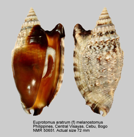 Euprotomus aratrum (f) melanostomus (3).jpg - Euprotomus aratrum (f) melanostomus (G.B.Sowerby,1825)